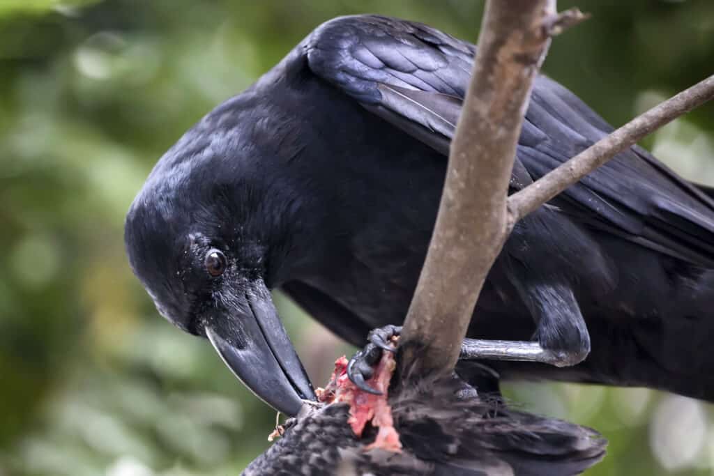 Raven eating carrion
