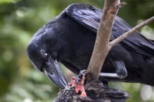 Are Ravens Smart? Everything We Know About Their Intelligence Picture