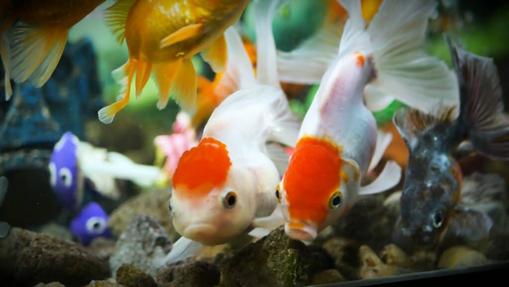 pregnant common goldfish