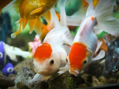 Oranda Goldfish Picture