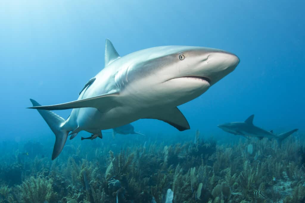 Plongeur de coups de tête de requin de récif