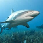 Requiem sharks