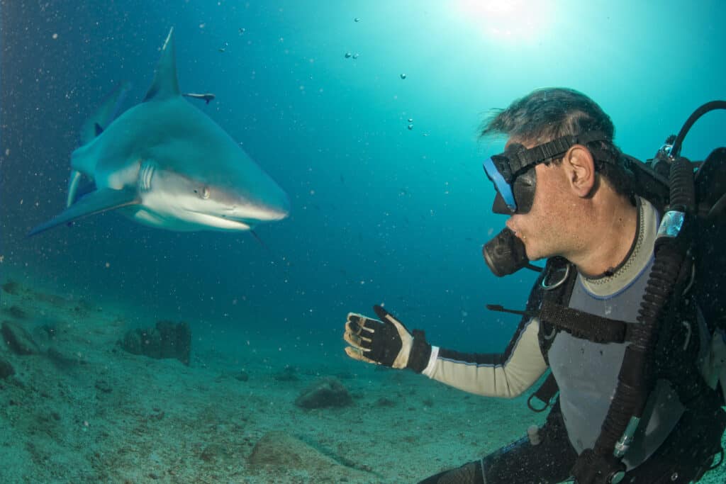 Reef shark headbutts diver