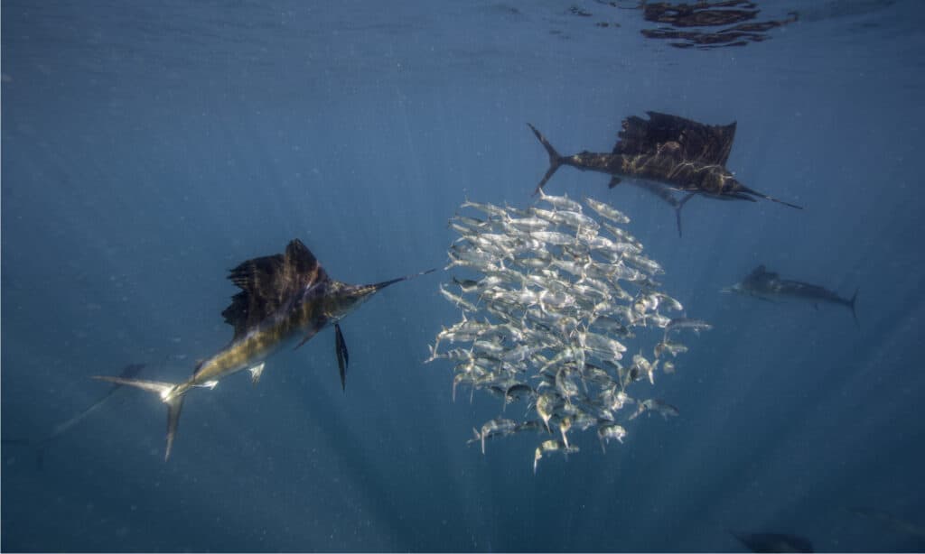 The sailfish displays highly organized group feeding behavior.