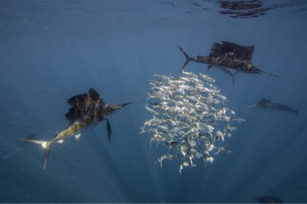 Atlantic sailfish hunting small fish.