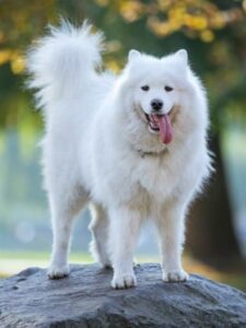 10 Incredible Samoyed Facts Picture