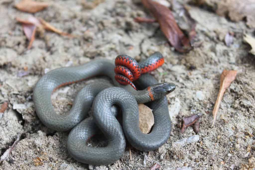 San Bernardino Ring-necked Snake