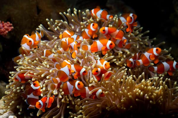 Cute anemone fish playing on the coral reef.