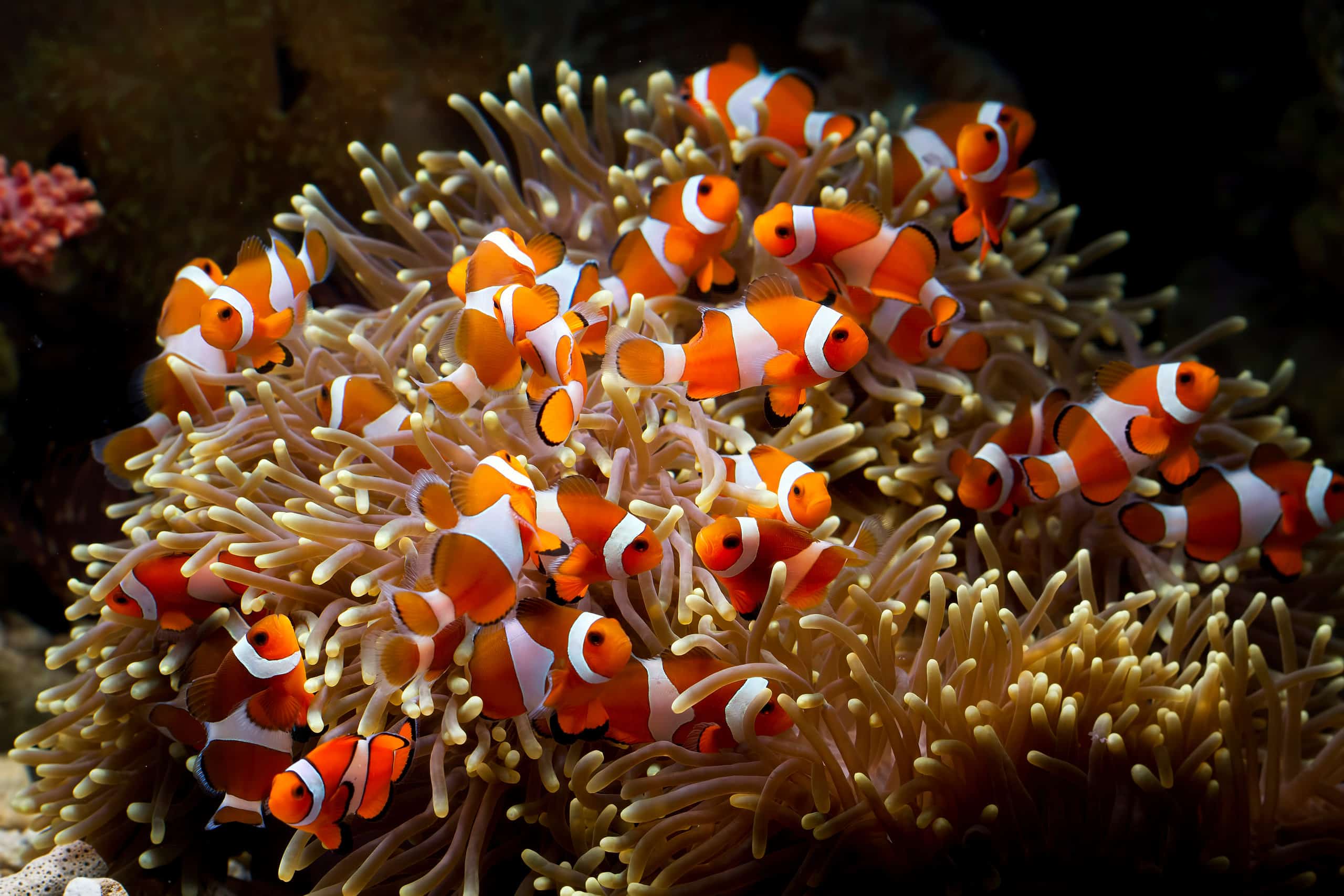 life cycle of a clown fish