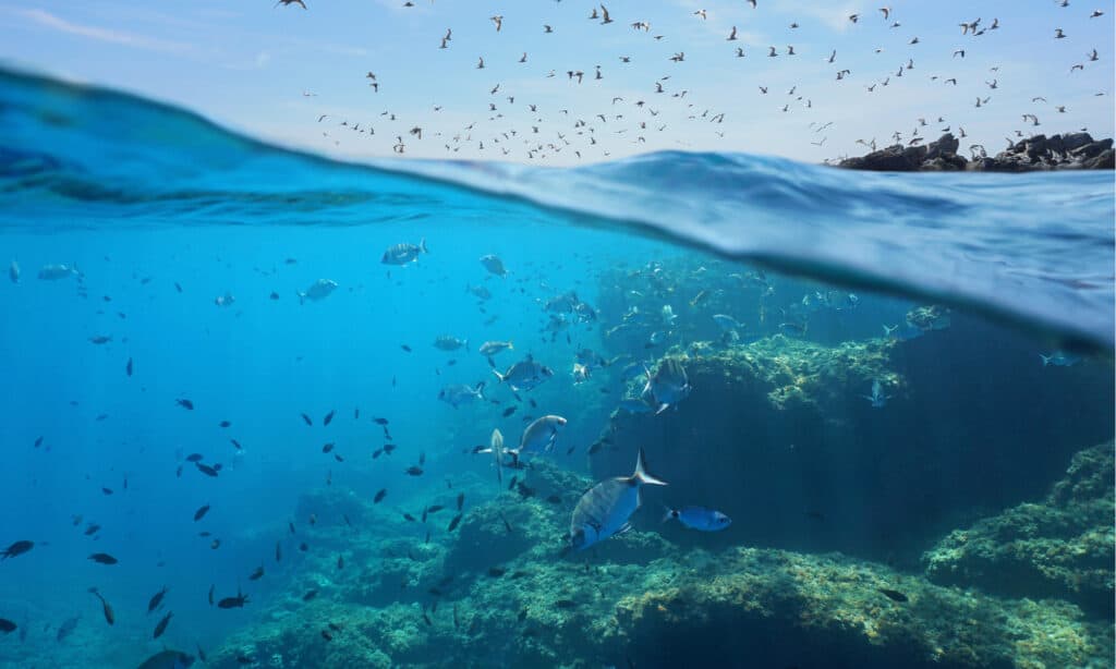 School of fish in the Mediterranean