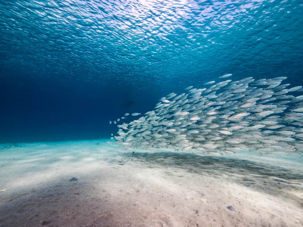 Bait ball / school of fish in shallow water of coral reef in Caribbean Sea.