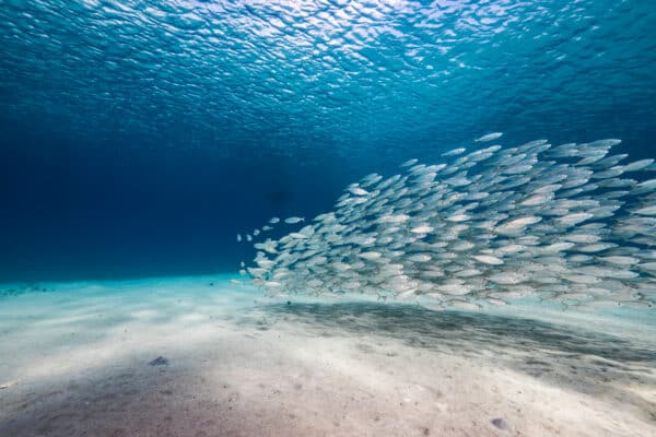 Unlike birds that follow a leader to stay in formation, fish use the visual location, vibrations, and even smells of the fish around them to stay in a school formation.