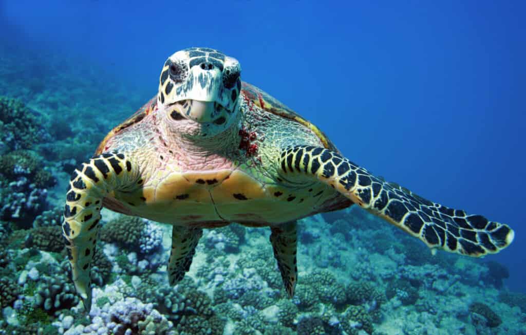 Sea Turtle Spirit Animal Symbolism & Meaning - AZ Animals