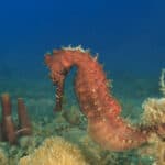Pregnant Thorny Seahorse. The male seahorse carries the young in a pouch.