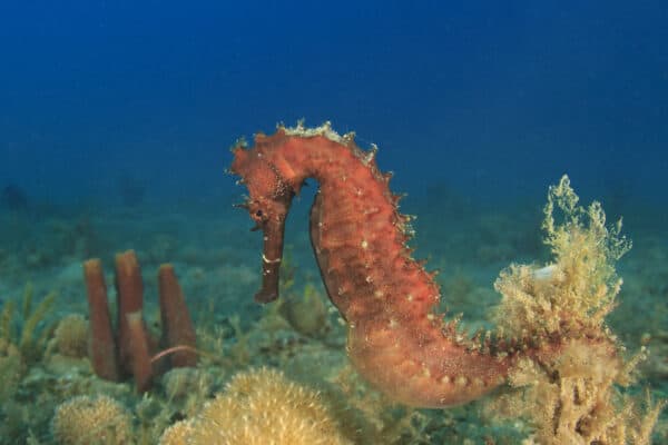Pregnant Thorny Seahorse. The male seahorse carries the young in a pouch.