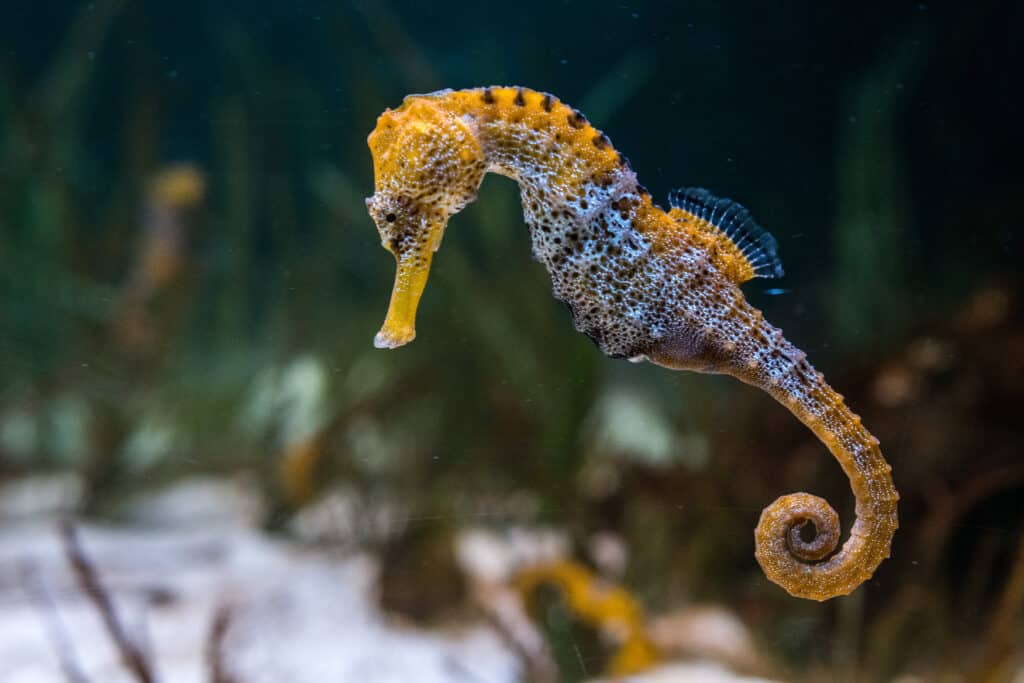 elongated seahorse