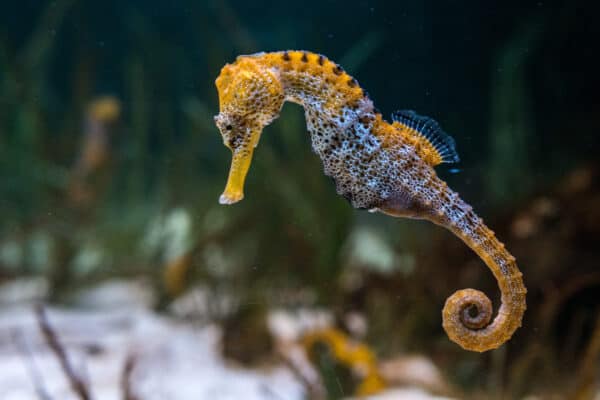 Specimen of longsnout seahorse (Hippocampus reidi) also known as slender seahorse.