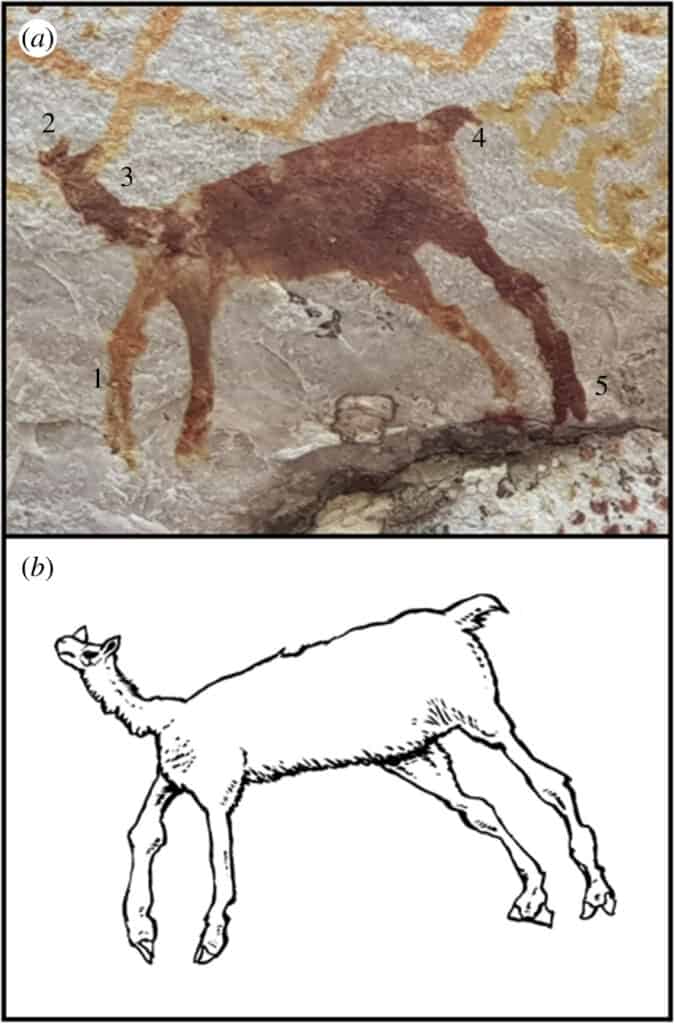 Long-legged llamas (Palaeolama)