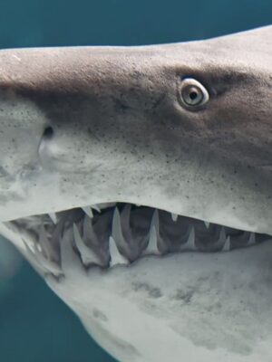 8 Sharks off the Coast of California - A-Z Animals