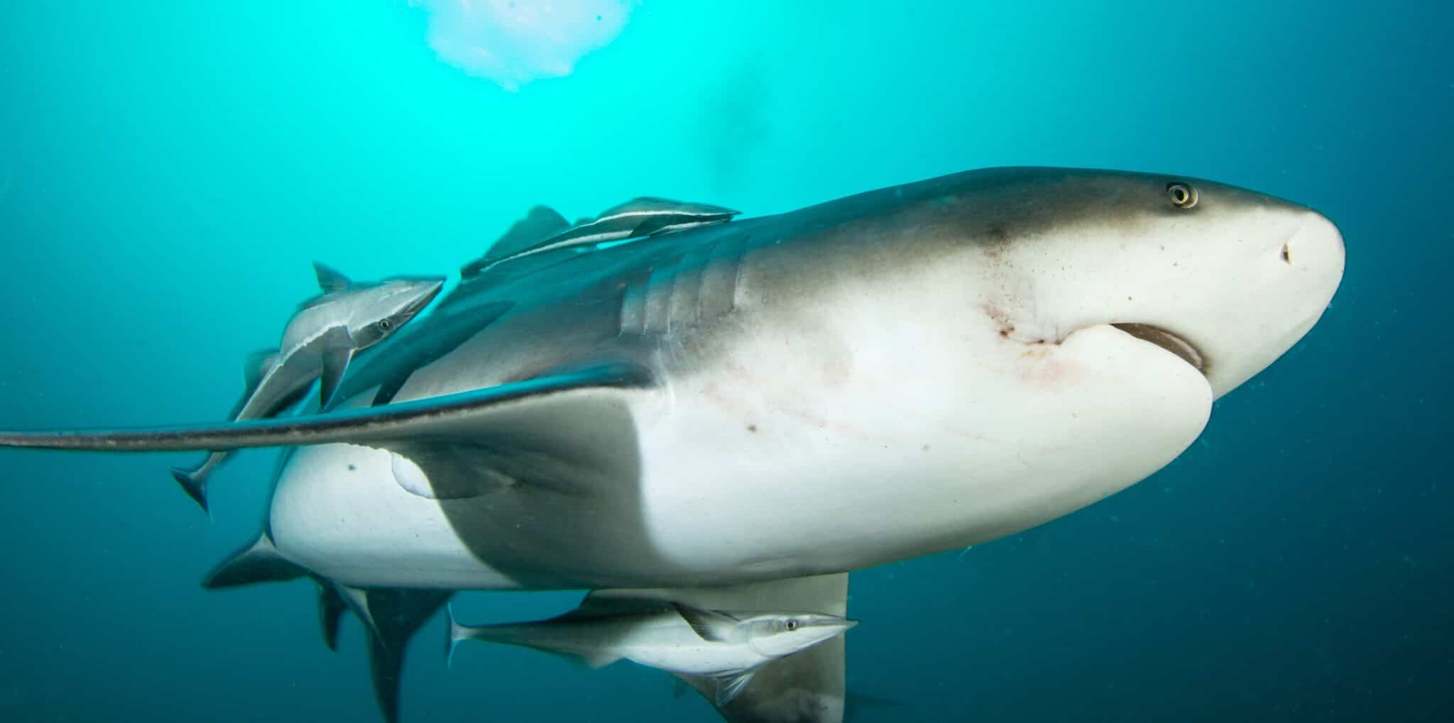 meet-the-fearless-fish-that-turns-into-a-dentist-and-cleans-sharks