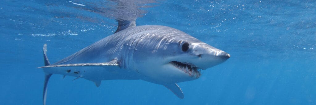 The backs of the Shortfin Mako Shark range from a metallic indigo blue to deep purple while their sides are generally silver.