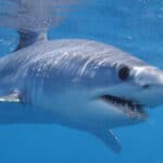 Shortfin Mako