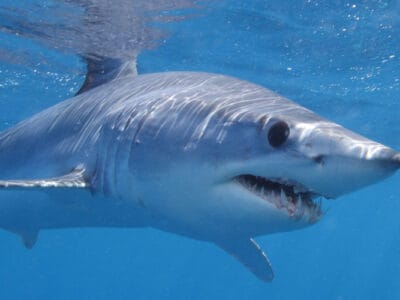A Shortfin Mako Shark
