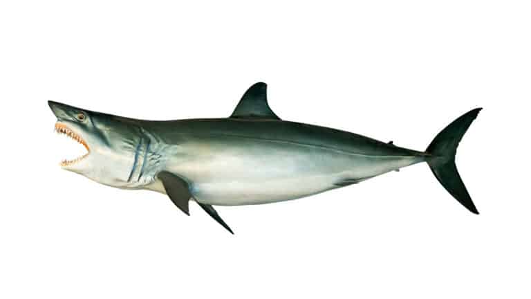 Shortfin mako shark (Isurus oxyrinchus) Isolated on white background.