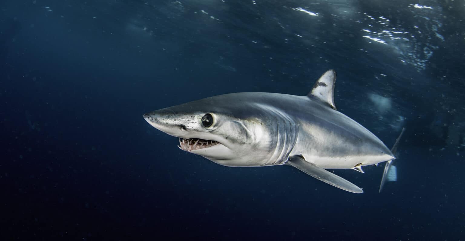 Mako Shark Location: Where Do Mako Sharks Live? - A-Z Animals