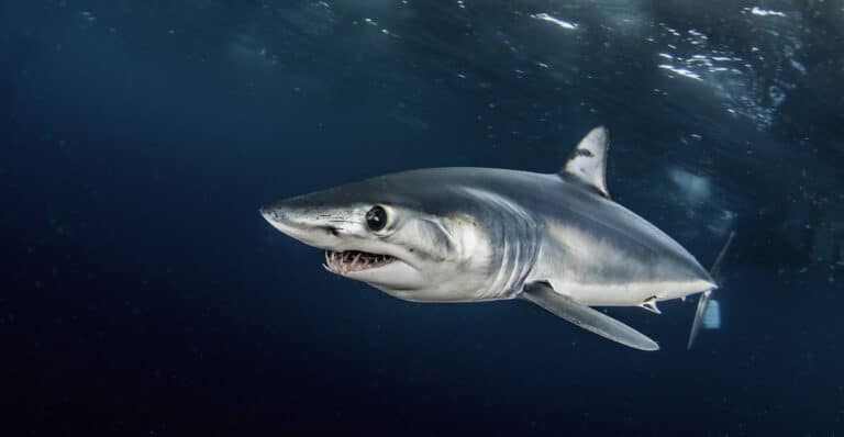 Shortfin mako shark swimming just under the surface, offshore, about 50 kilometers past Western Cape in South Africa. This picture was taken during a blue water baited shark dive.
