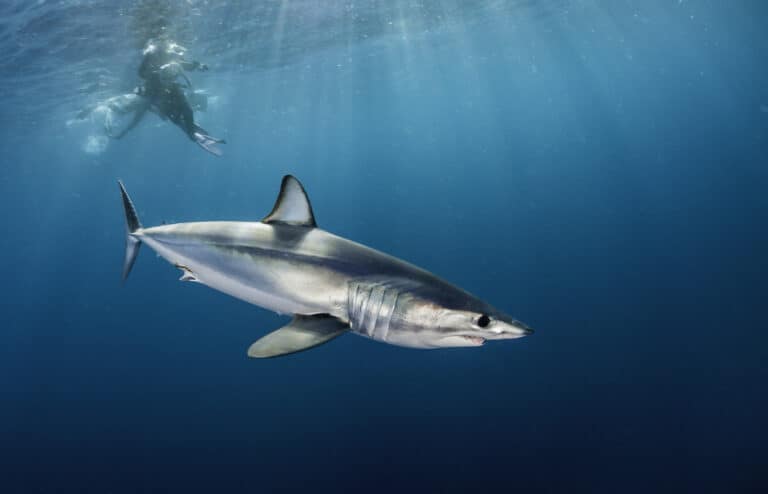 A diver swimming with a Shortfin mako shark. These sharks are aggressive predators and should be avoided if possible.