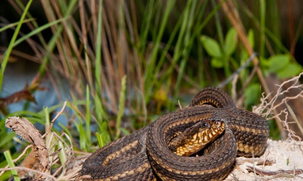 Salt marsh snakes prey primarily on fish and crabs which they find in tidal pools caused by the receding tide.