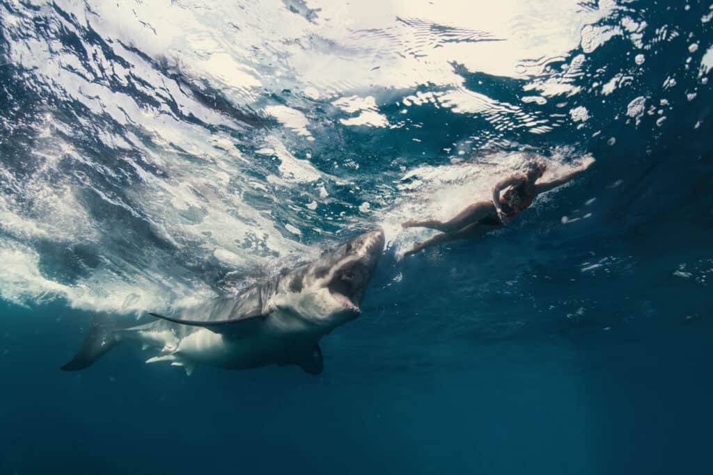 Great White Chasing Swimmer