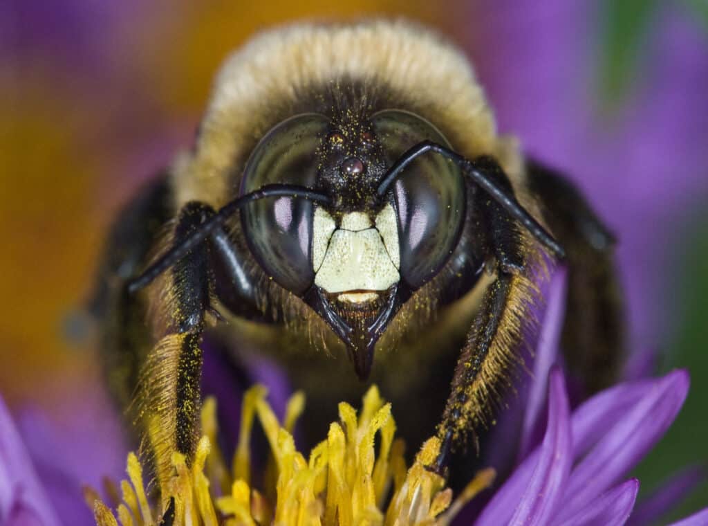 Male eastern carpenter bee