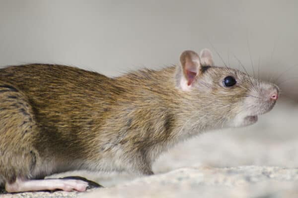 A closeup of a marsh rice rat under the sunlight with a blurry background
