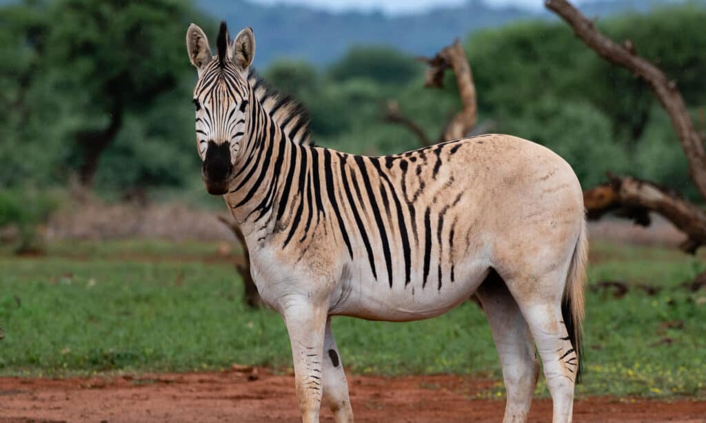 Half Zebra Half Horse