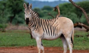 The Extinct Zebra: Discover the Story of the Quagga Picture