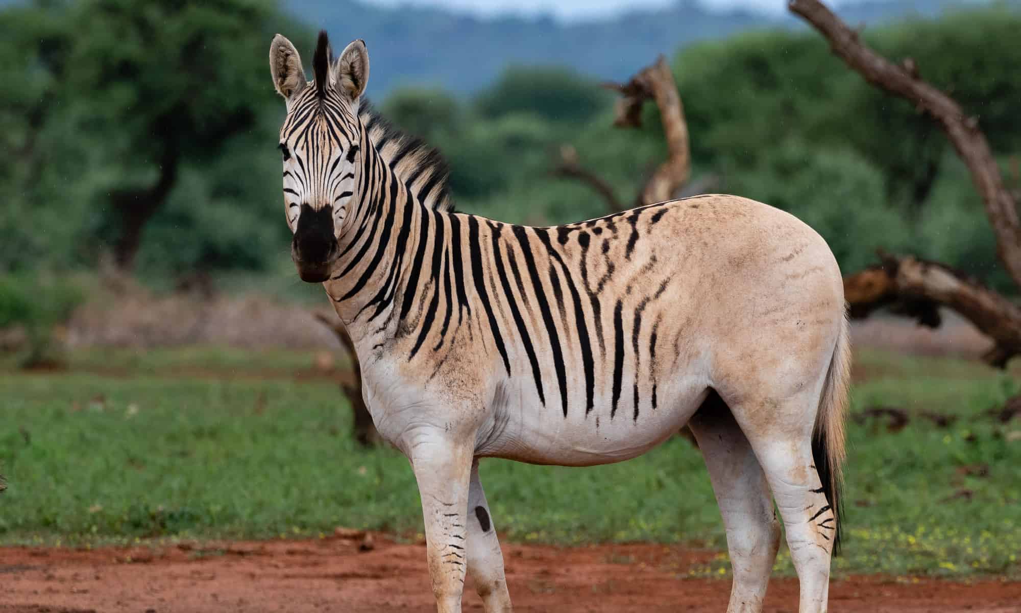 The Extinct Zebra: Discover the Story of the Quagga - A-Z Animals