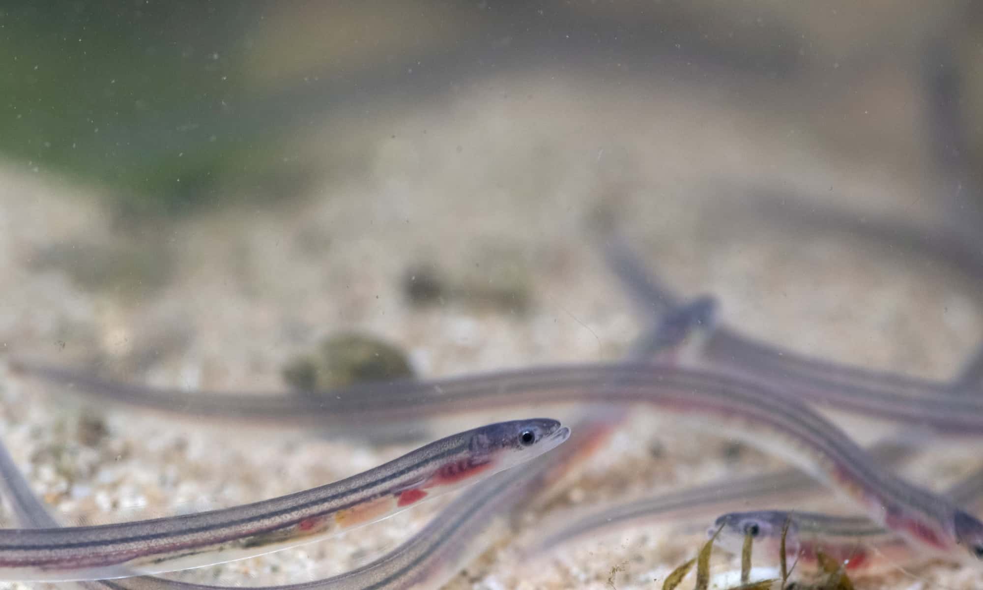 Sea Snake vs Eel: 5 Key Differences Explained