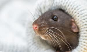 Do Rats Make Good Pets? Picture