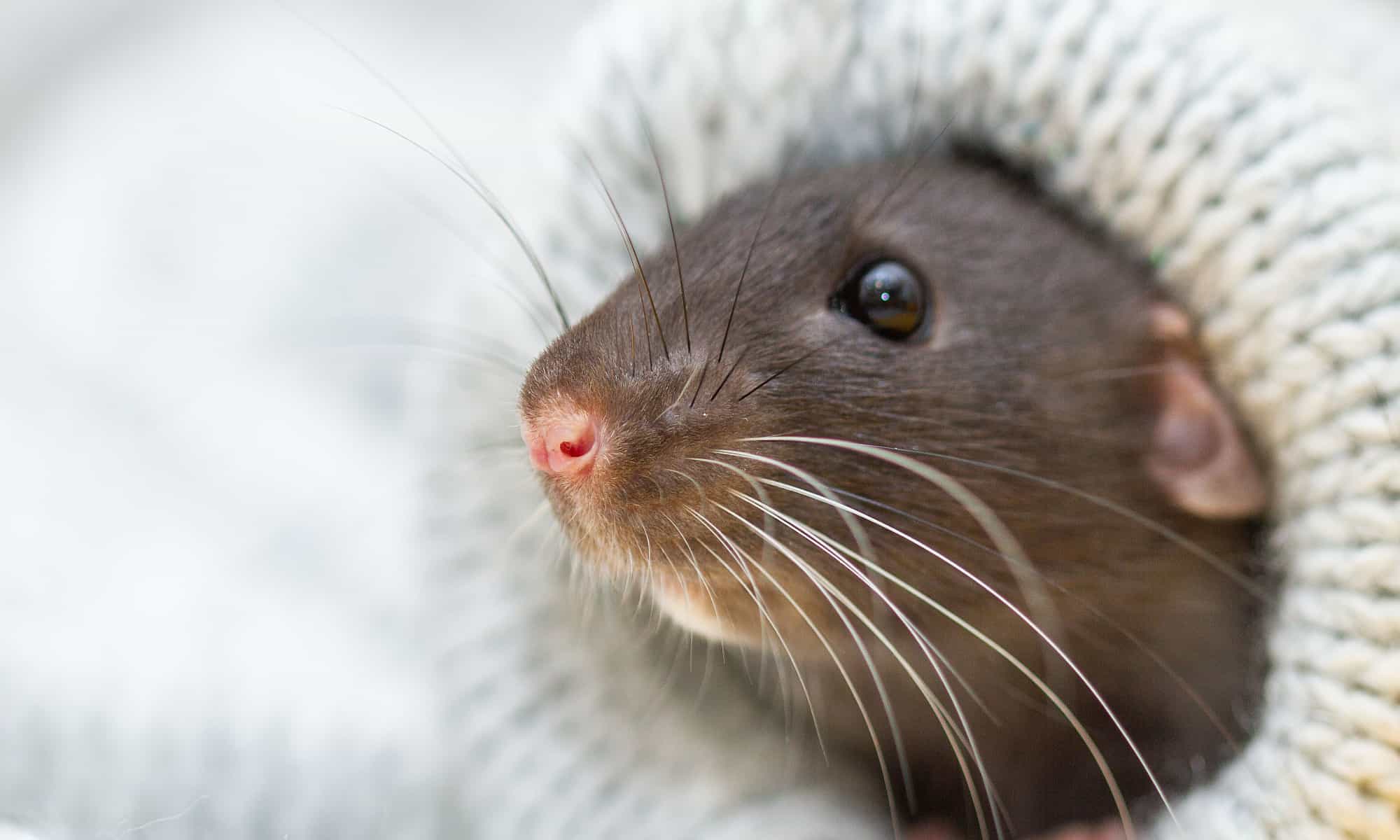 do rats make good pets?