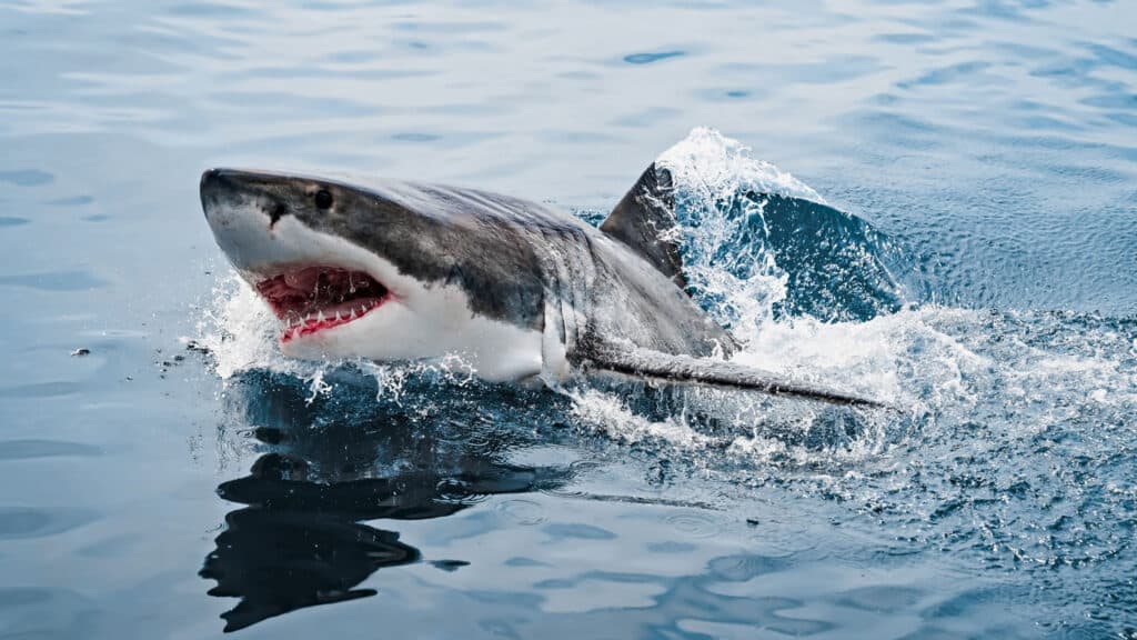 Great White Above Water