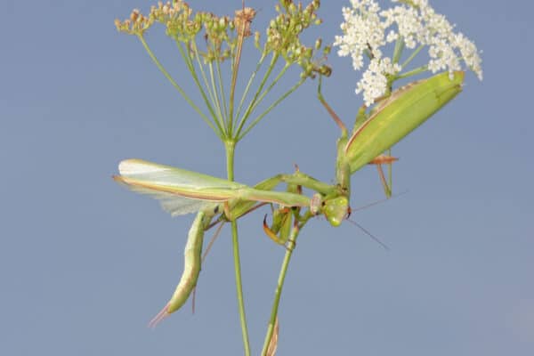 Female praying mantis eating male after mating
