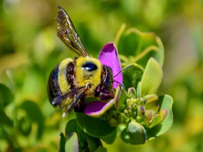 A Are Carpenter Bees Pollinators and Just How Valuable Are They To Nature?