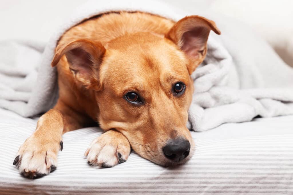 A dog laying down on a bed. 