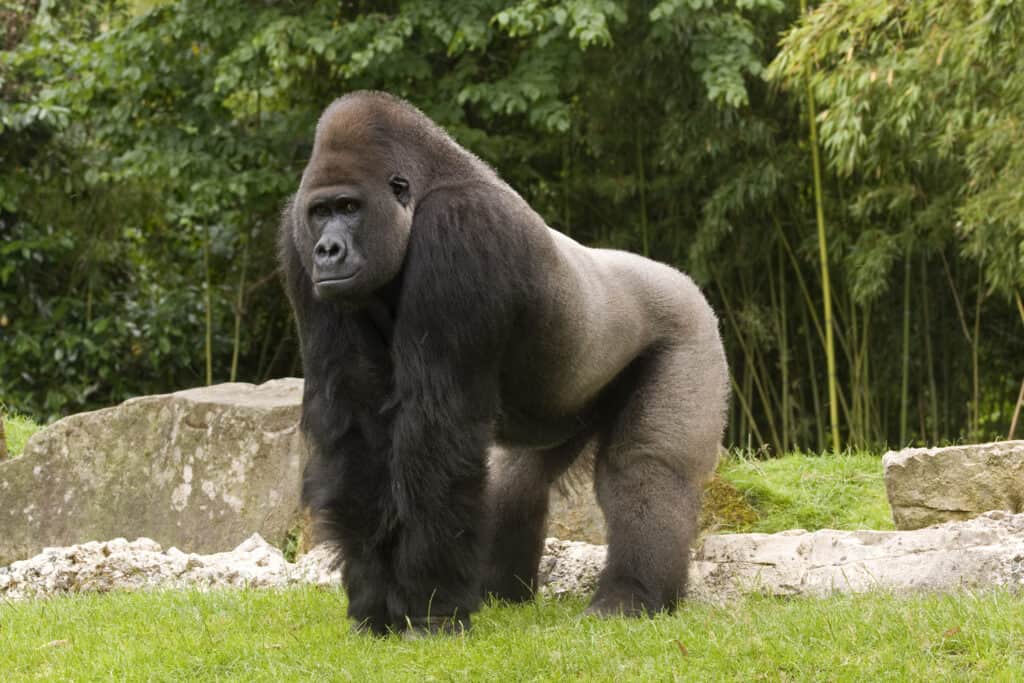 Watch This Huge Silverback Gorilla Go Airborne and Try Break Through