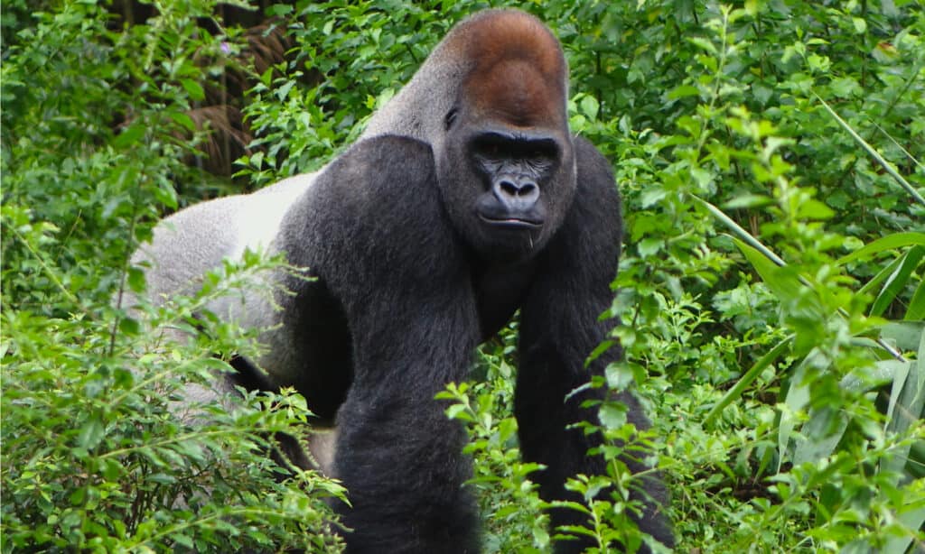 Gorilla vs Lion: Who Would Win in a Fight? - AZ Animals