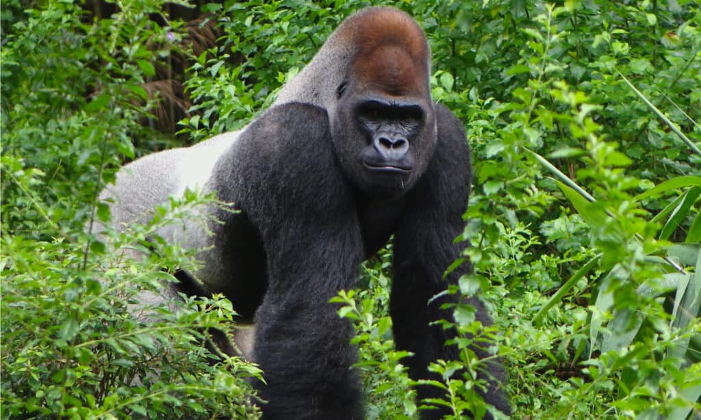 Silverbacks Fight, male vs female gorillas