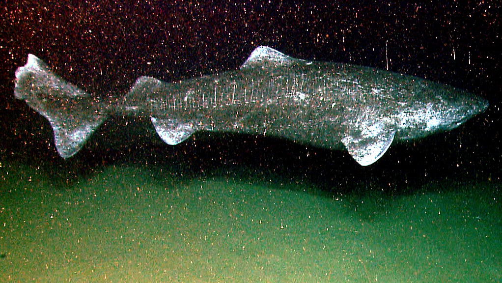 Greenland shark (Somniosus microcephalus) 16 August 2013