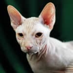 Sphynx cats are sensitive to sunlight, and cold temperatures, so they should be indoor cats.